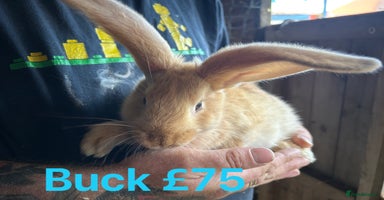 Continental Giant rabbits - Advert 4