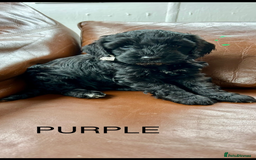 Cockapoo dogs for sale: Beautiful cockerpoo girl  - Image 7
