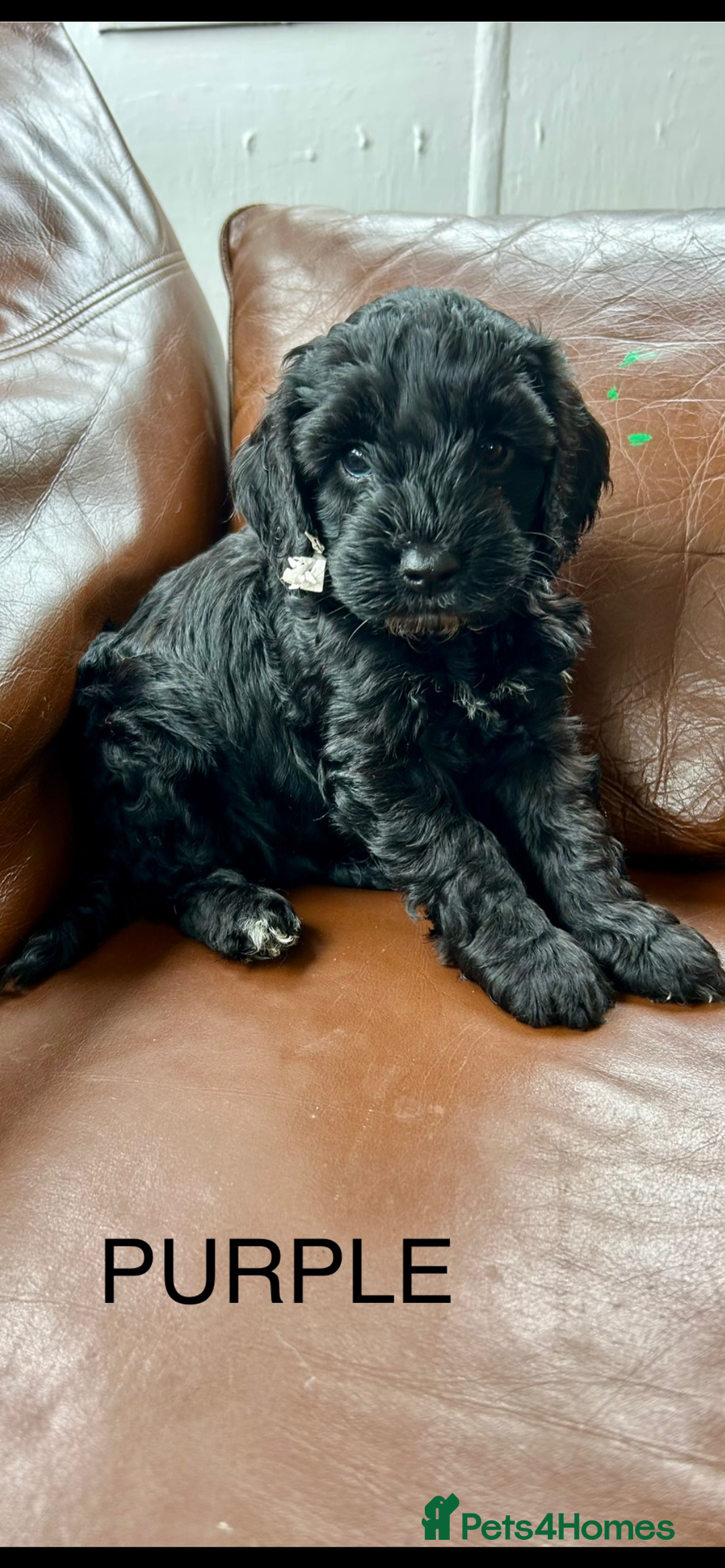 Cockapoo dogs for sale: Beautiful cockerpoo girl  - Image 7