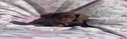 Miniature Dachshund dogs for sale: Miniature long haired dachshund  in Leeds - Advert 24