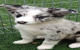 Border Collie dogs for sale: Stunning litter of blue merle border collies - Image 10