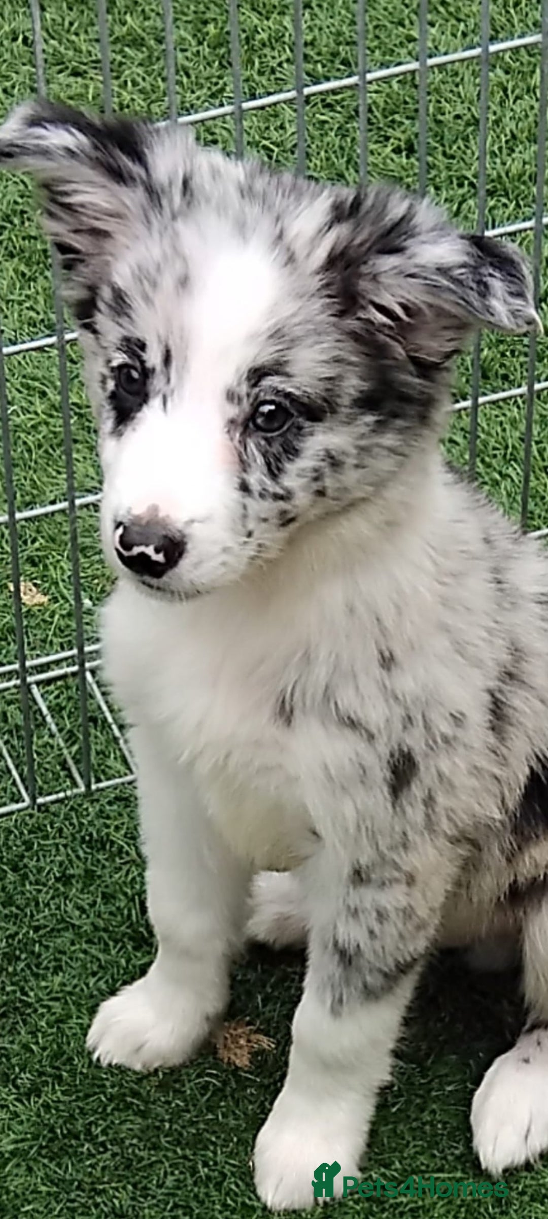 Border Collie dogs for sale: Stunning litter of blue merle border collies - Image 10