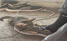 American Shorthair cats for sale: Caramel beautiful 2 year cat - Image 11