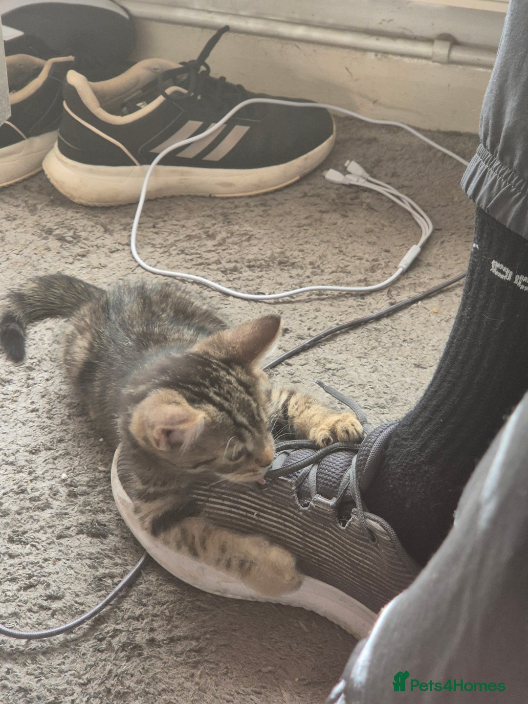 American Shorthair cats for sale: Caramel beautiful 2 year cat - Image 11