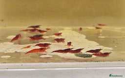 Shrimps fish for sale: cherry shrimp high grades - Image 1