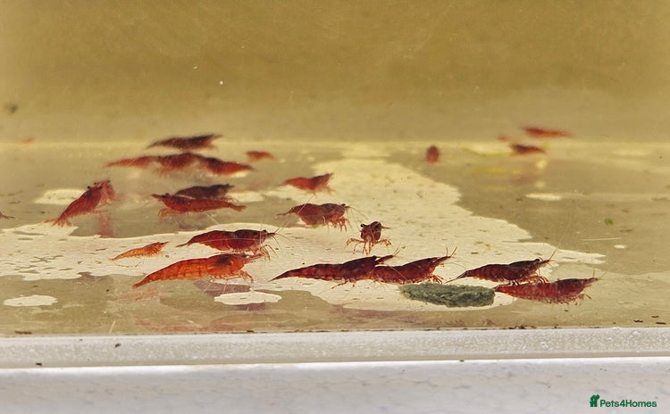 Shrimps fish - Advert 1