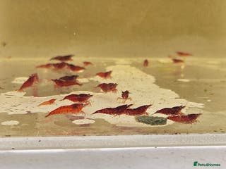 Shrimps fish cherry shrimp high grades - Advert 2