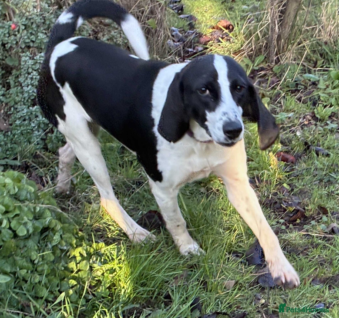 Mixed Breed dogs for adoption: 💔 PARIS is STILL WAITING FOR HOME 💔 - Advert 2