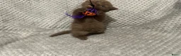 British Shorthair cats for sale: GCCF Registered Chocolate BSH kittens  - Advert 14