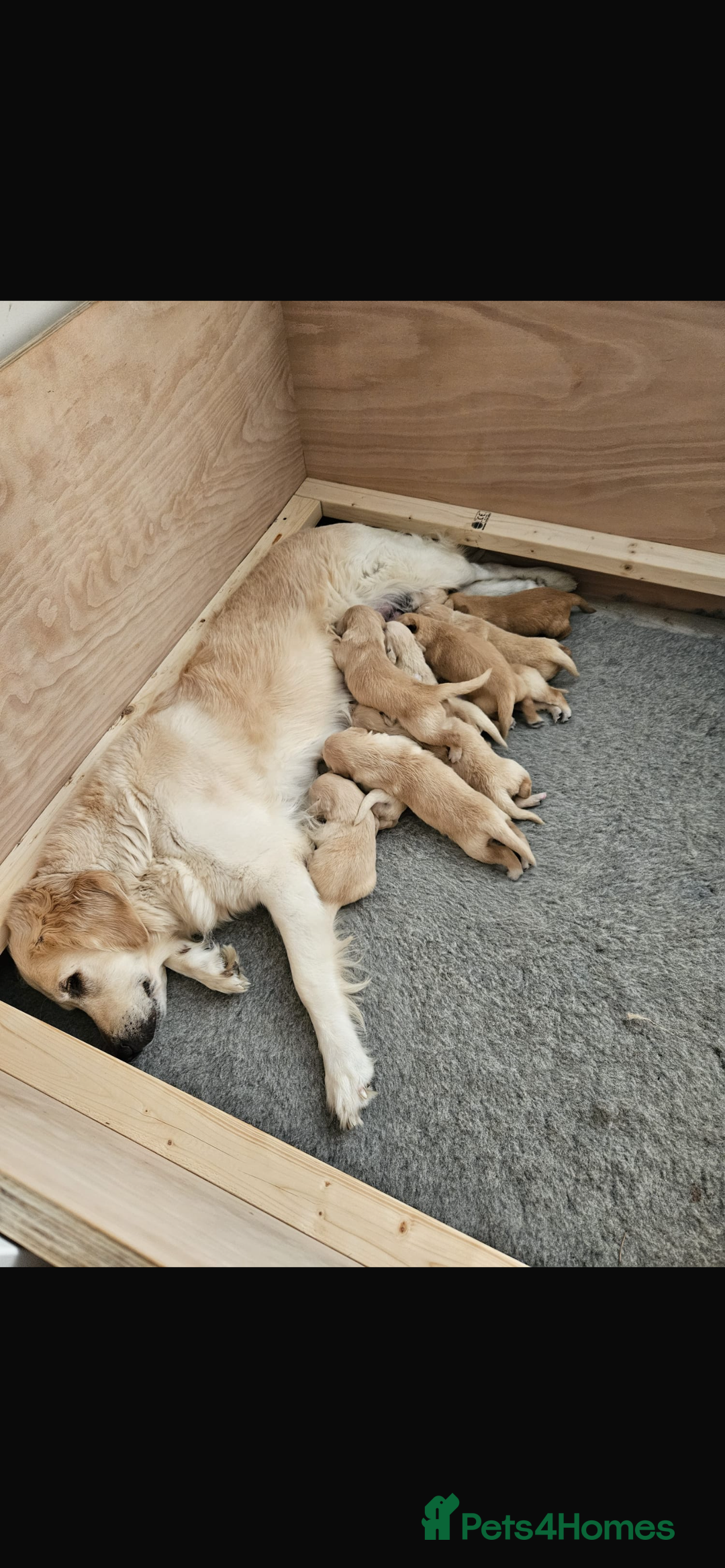 Golden Retriever dogs for sale: Beautiful KC Registered Golden Retrievers - Image 1