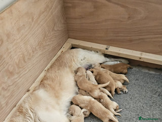 Golden Retriever dogs - Advert 17