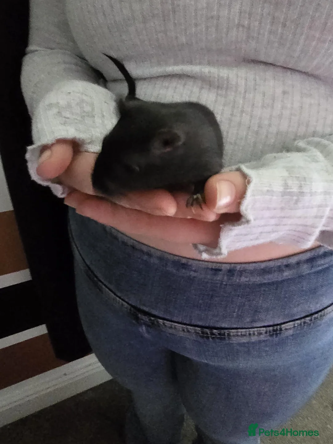 Gerbil rodents for sale: Free female gerbils - Advert 8