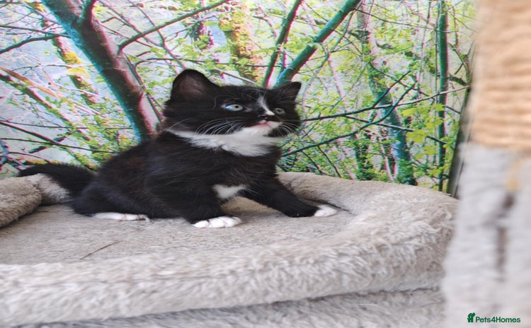 Mixed Breed cats - Advert 15