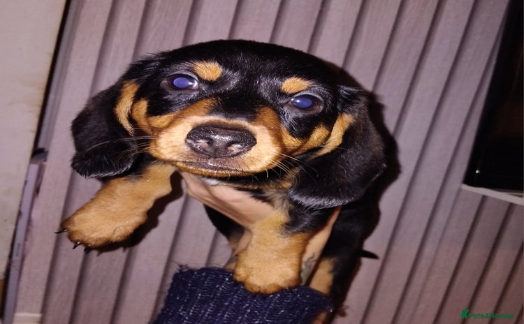 Miniature Dachshund dogs - Advert 12