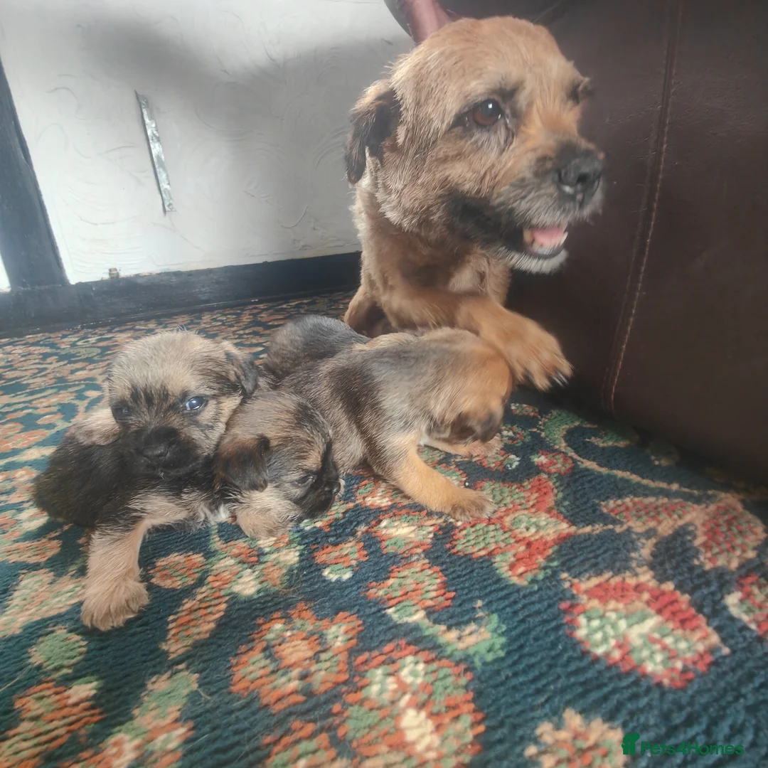 Border Terrier dogs for sale: Gorgeous pedigree border terriers - Advert 1