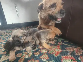 Border Terrier dogs Gorgeous pedigree border terriers - Advert 2