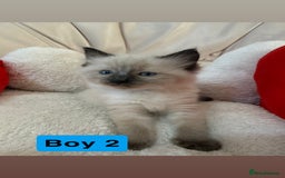 Ragdoll cats for sale: Stunning litter of ragdoll kittens  - Advert 24