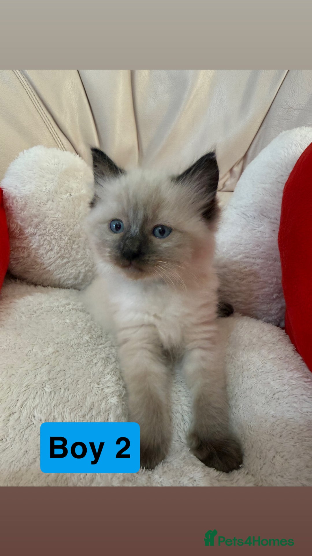 Ragdoll cats for sale: Stunning litter of ragdoll kittens  - Advert 24