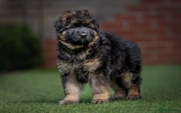 German Shepherd dogs for sale: German shepherd puppies KC register  - Image 9