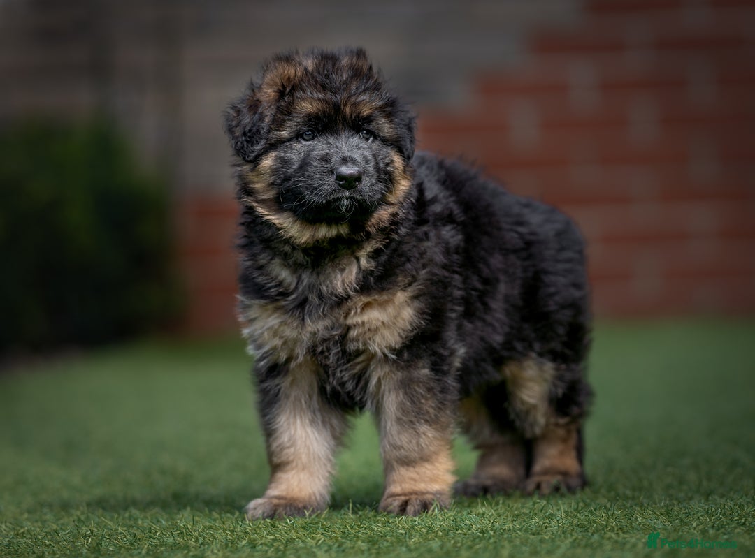 German Shepherd dogs for sale: German shepherd puppies KC register  - Image 9