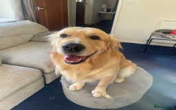 Golden Retriever dogs for stud: Proven Gorgeous Stud Dog - Image 3