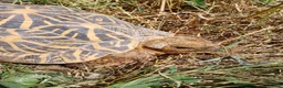 Tortoise reptiles for sale: INDIAN STAR TORTOISES ADULT BREEDING TRIO - Advert 4