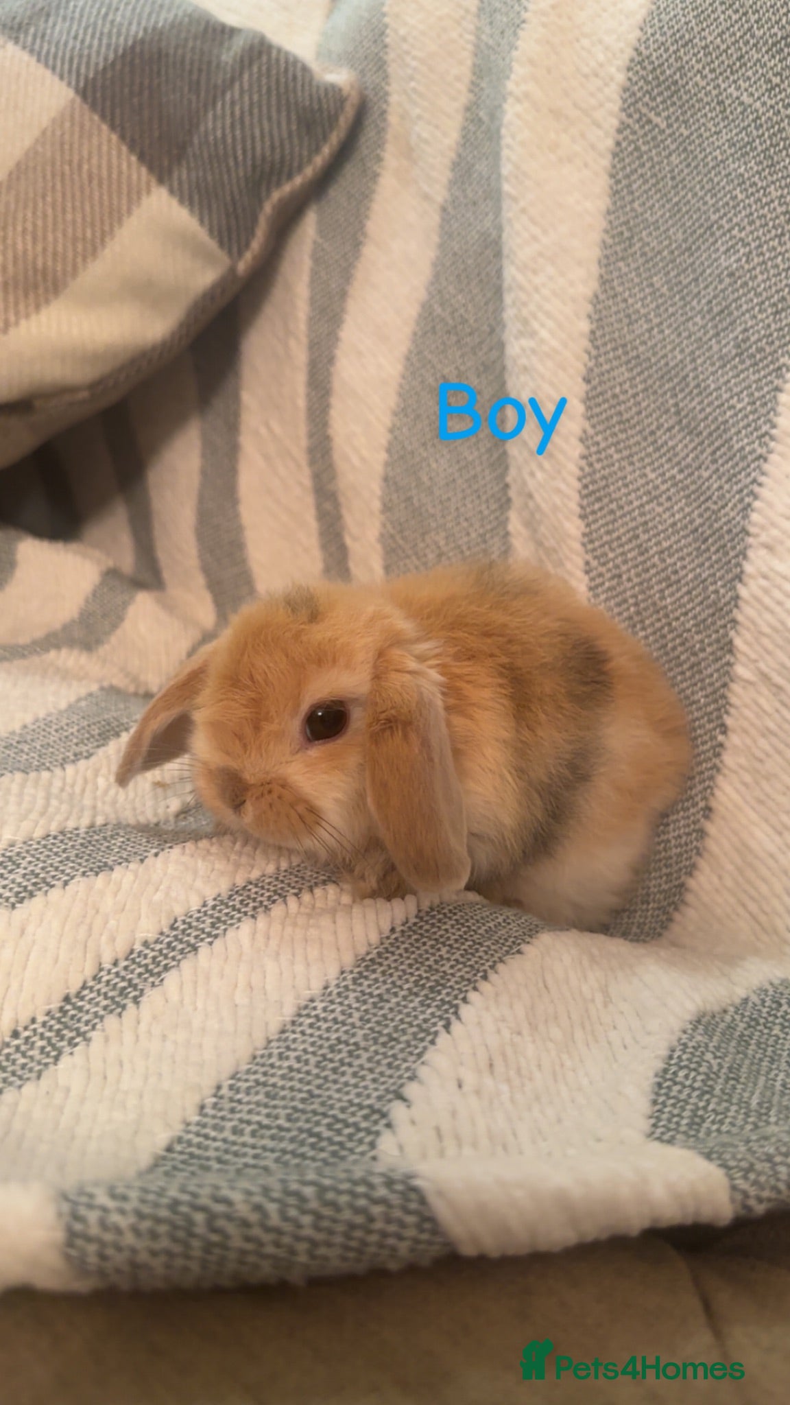 Mini Lop rabbits 4 adorable mini lops ready to go  - Advert 1