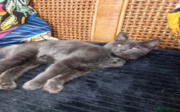 Maine Coon cats for sale: Maicoon  - Image 3