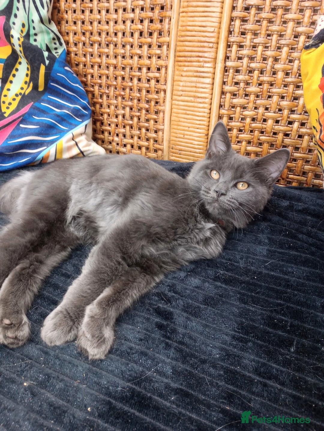 Maine Coon cats for sale: Maicoon  - Image 3