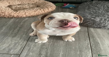 English Bulldog dogs - Advert 3