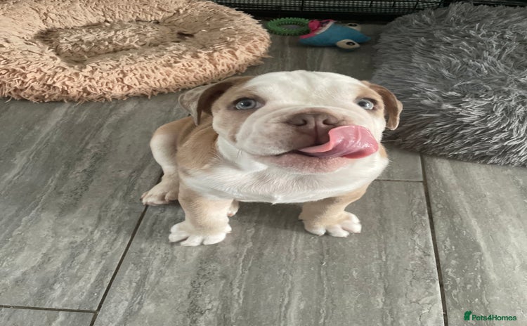English Bulldog dogs - Advert 3
