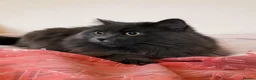 British Longhair cats for sale: GORGEOUS FULL BRITISH LONG HAIR! - Advert 2