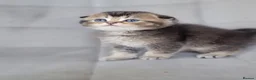 Scottish Fold cats for sale: Beautiful and healthy Scottish fold kittens - Advert 14