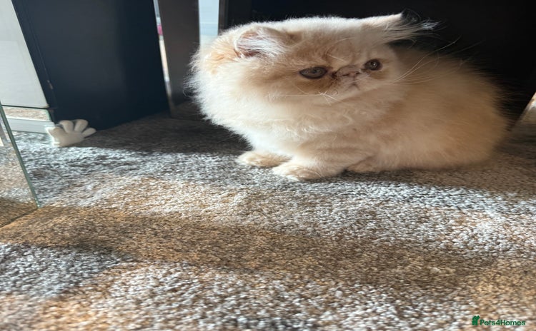 Persian cats - Advert 1