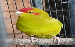 Parakeets birds for sale: Kakariki Male x1 Kakariki Male  - Image 1