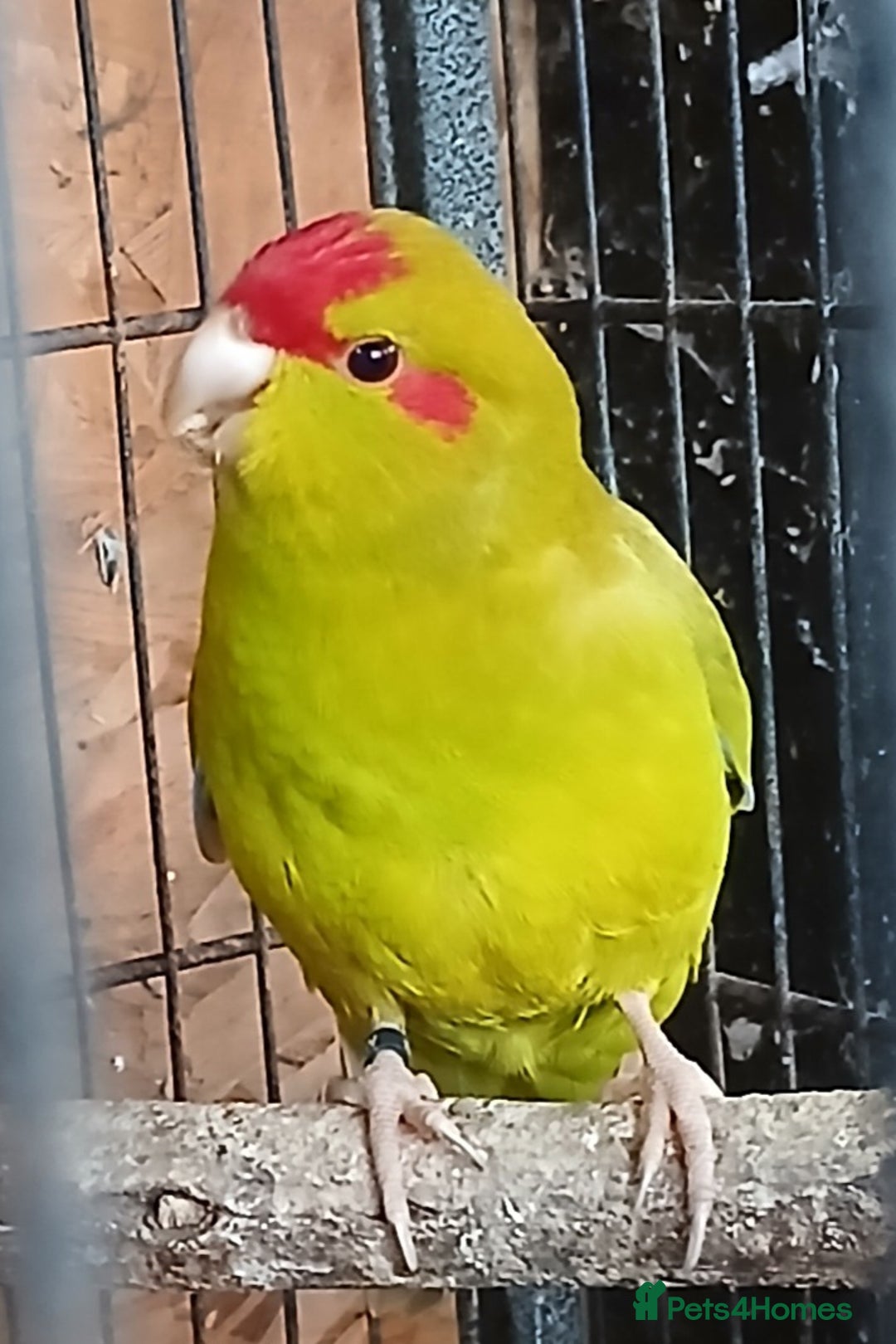 Parakeets birds for sale: Kakariki Male x1 Kakariki Male  - Image 1