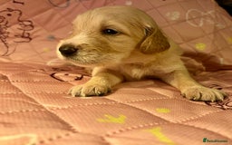 Goldendoodle dogs for sale: Beautiful F2 Goldendoodle Puppies  - Advert 9