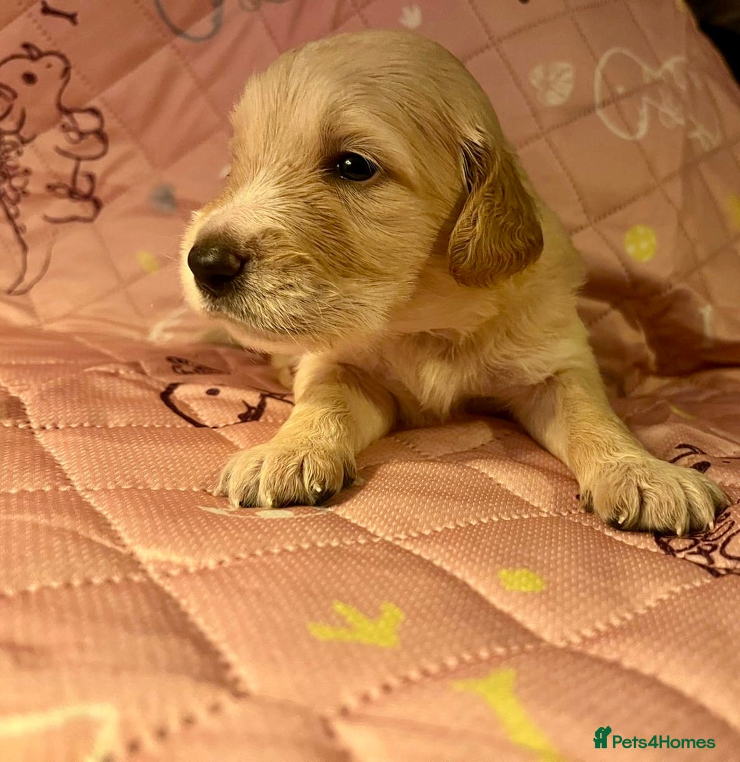 Goldendoodle dogs for sale: Beautiful F2 Goldendoodle Puppies  - Advert 9
