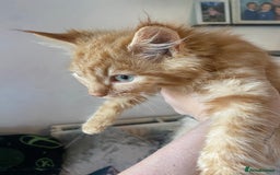 Mixed Breed cats for sale: Beautiful kittens - Image 4