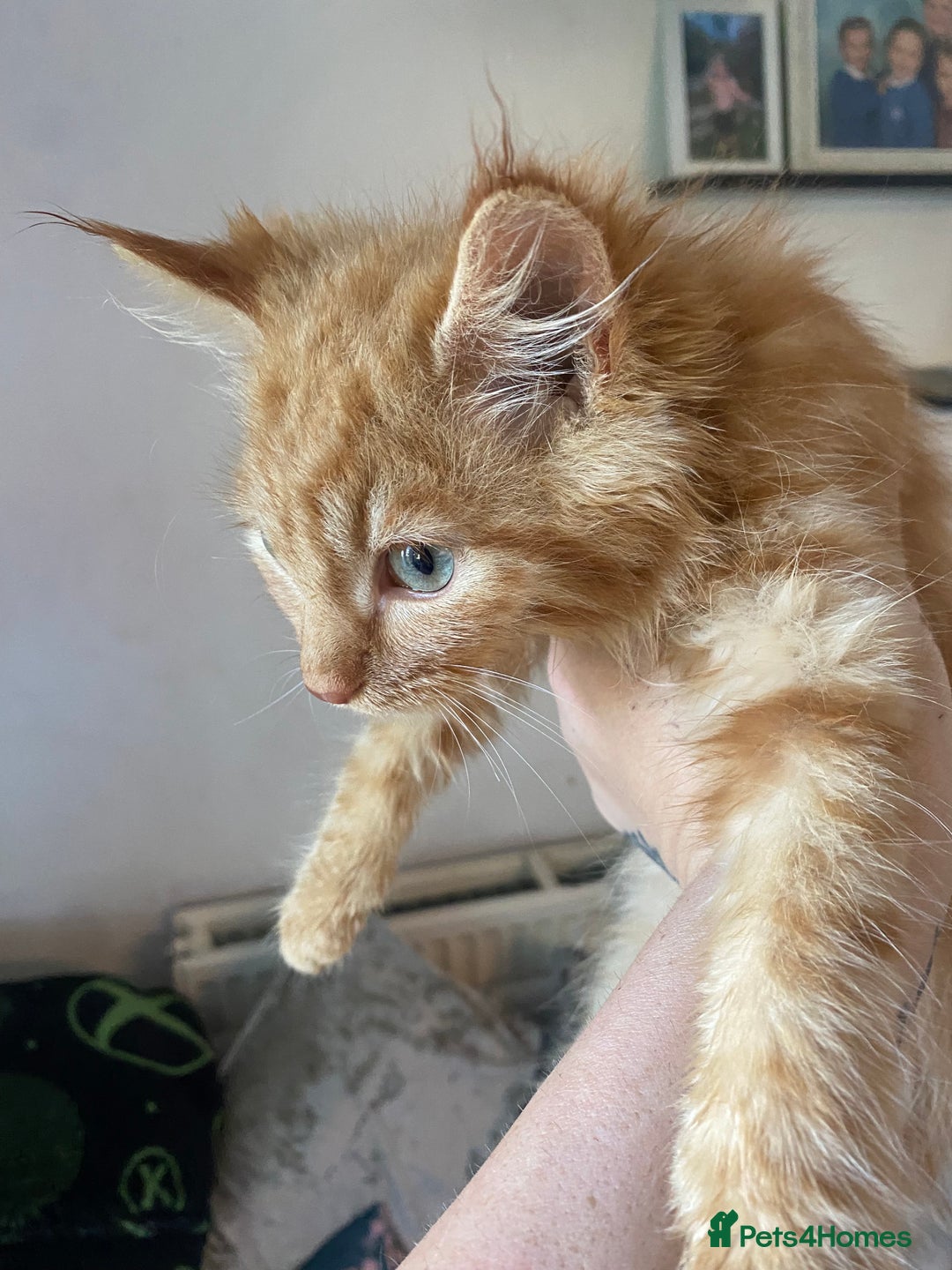 Mixed Breed cats for sale: Beautiful kittens - Image 4