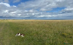 Border Collie dogs for sale: KC Reg Red Border Collie - Image 13