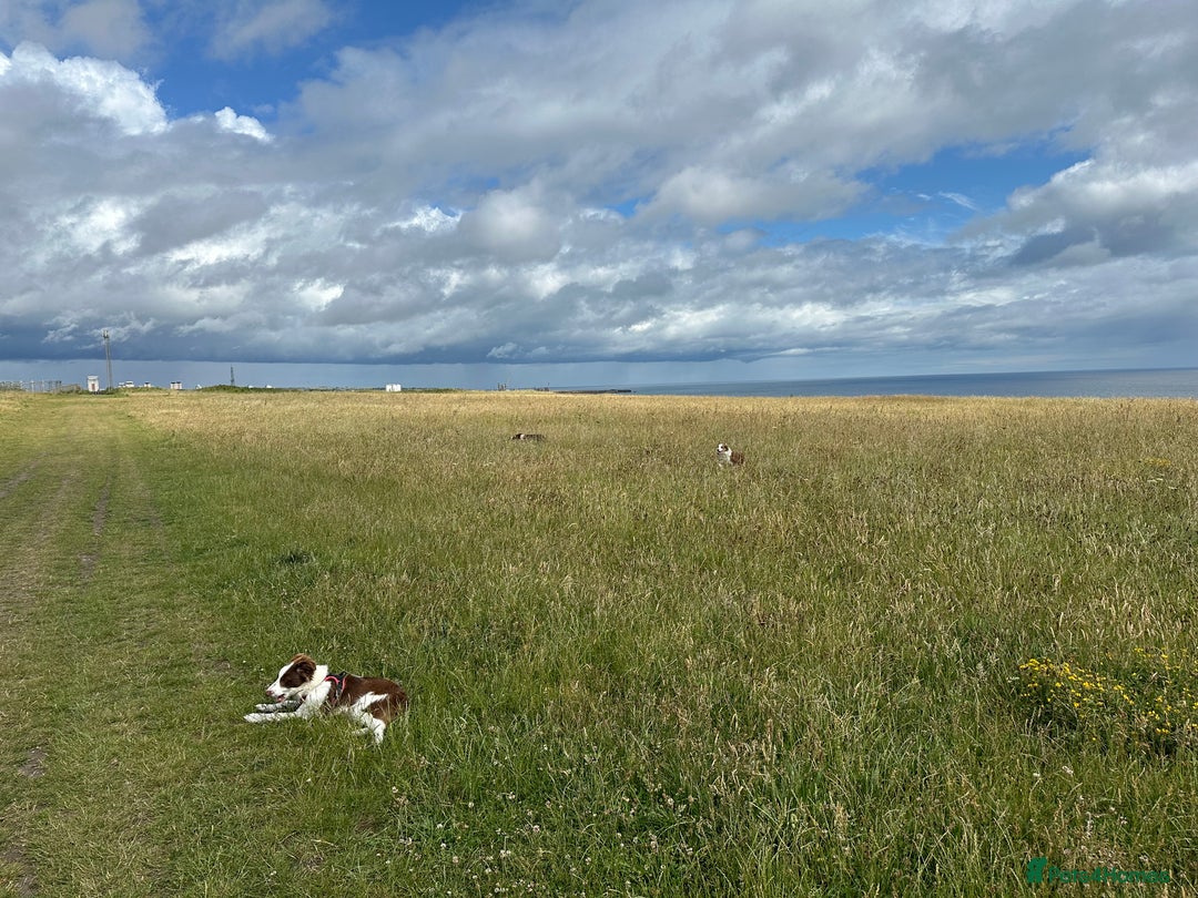 Border Collie dogs for sale: KC Reg Red Border Collie - Image 13