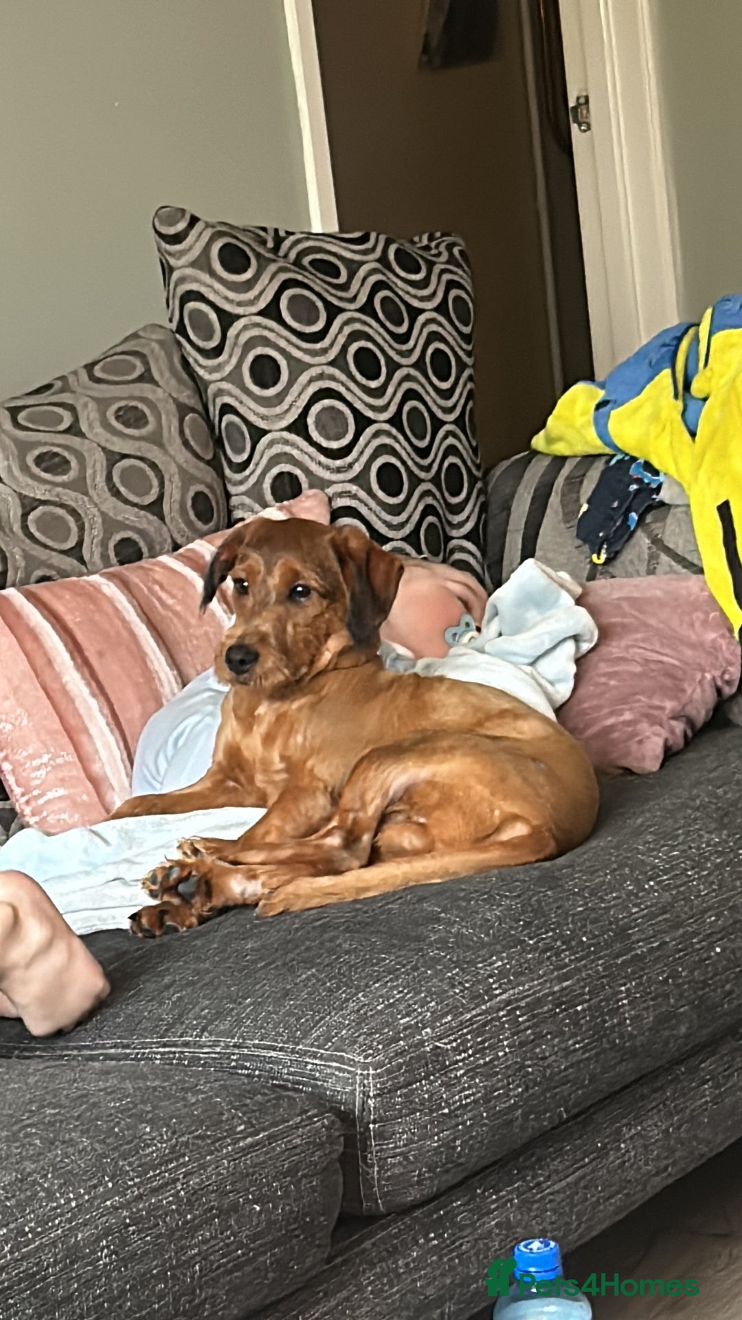 Jackapoo dogs for sale: jackapoo for sale portadown  - Advert 3