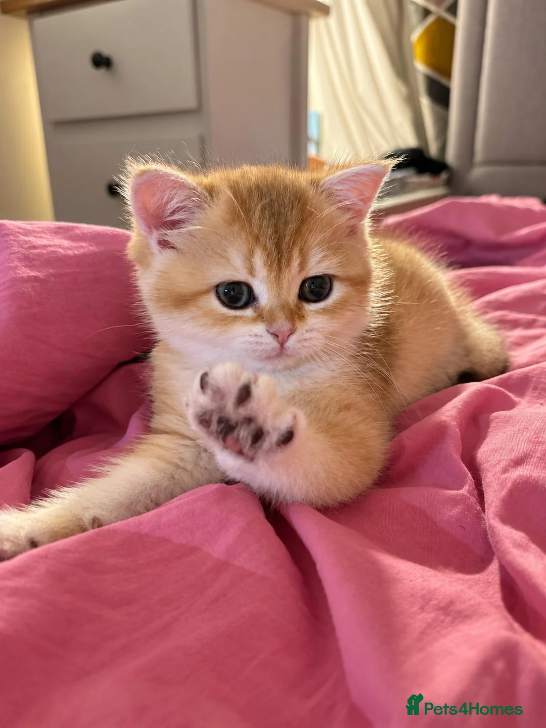 Scottish Fold cats for sale: Scottish Straight Golden Shaded in Poole - Advert 2