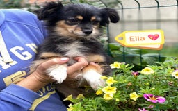 Mixed Breed dogs for adoption: 💖🐶 ELLA 🐶💖 - Image 2