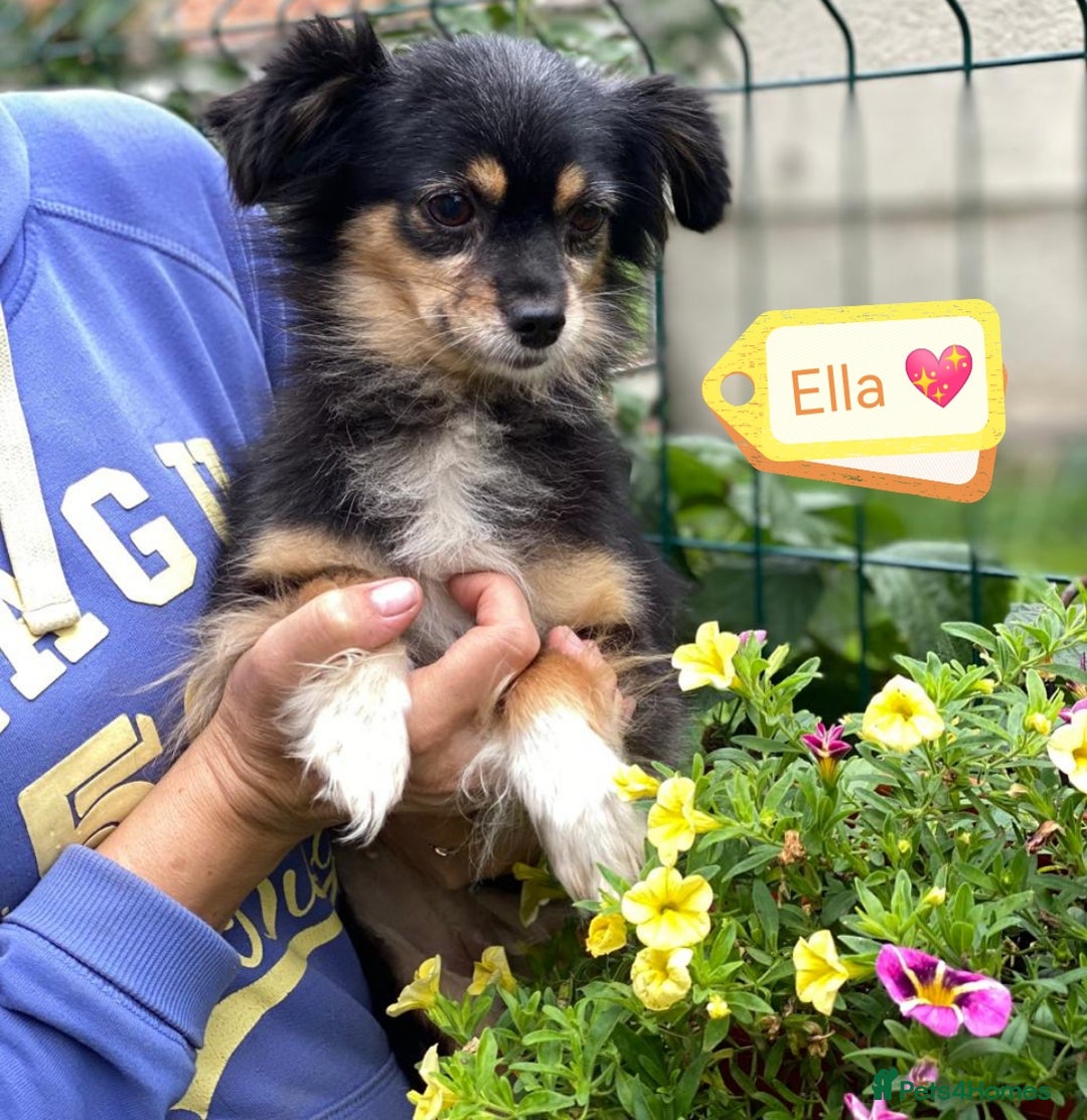 Mixed Breed dogs for adoption: 💖🐶 ELLA 🐶💖 - Image 2