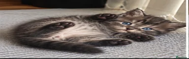 Persian 3