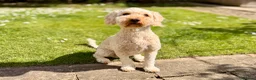 Australian Labradoodle dogs for sale: Gorgeous Australian Labradoodle Girl in Harrogate - Advert 6