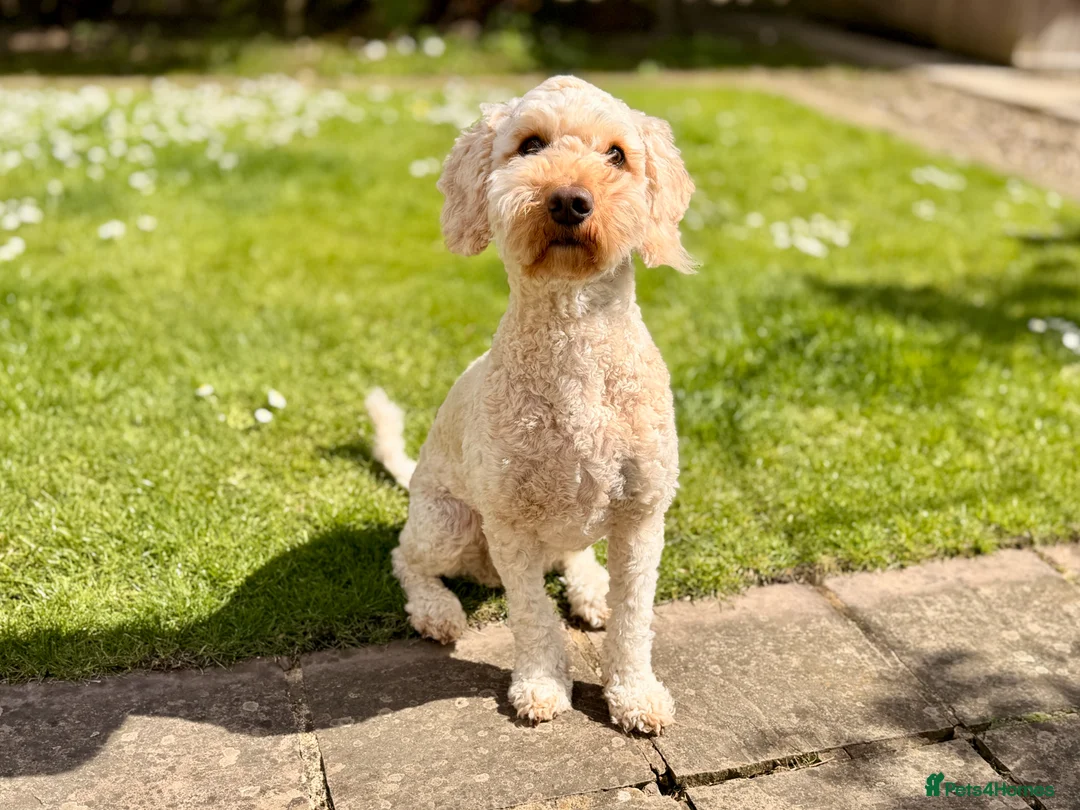 Australian Labradoodle dogs for sale: Gorgeous Australian Labradoodle Girl in Harrogate - Advert 6
