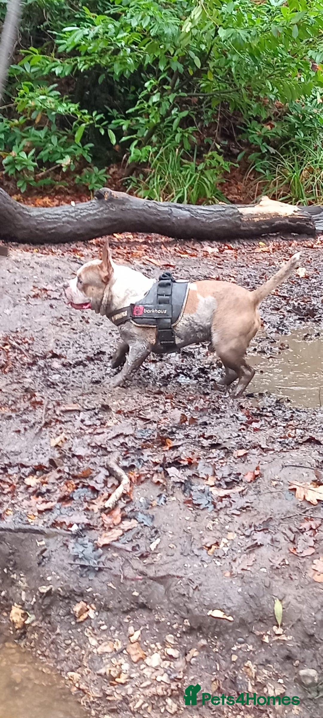 Mixed Breed dogs for sale: French bulldog cross pocket bully - Image 5